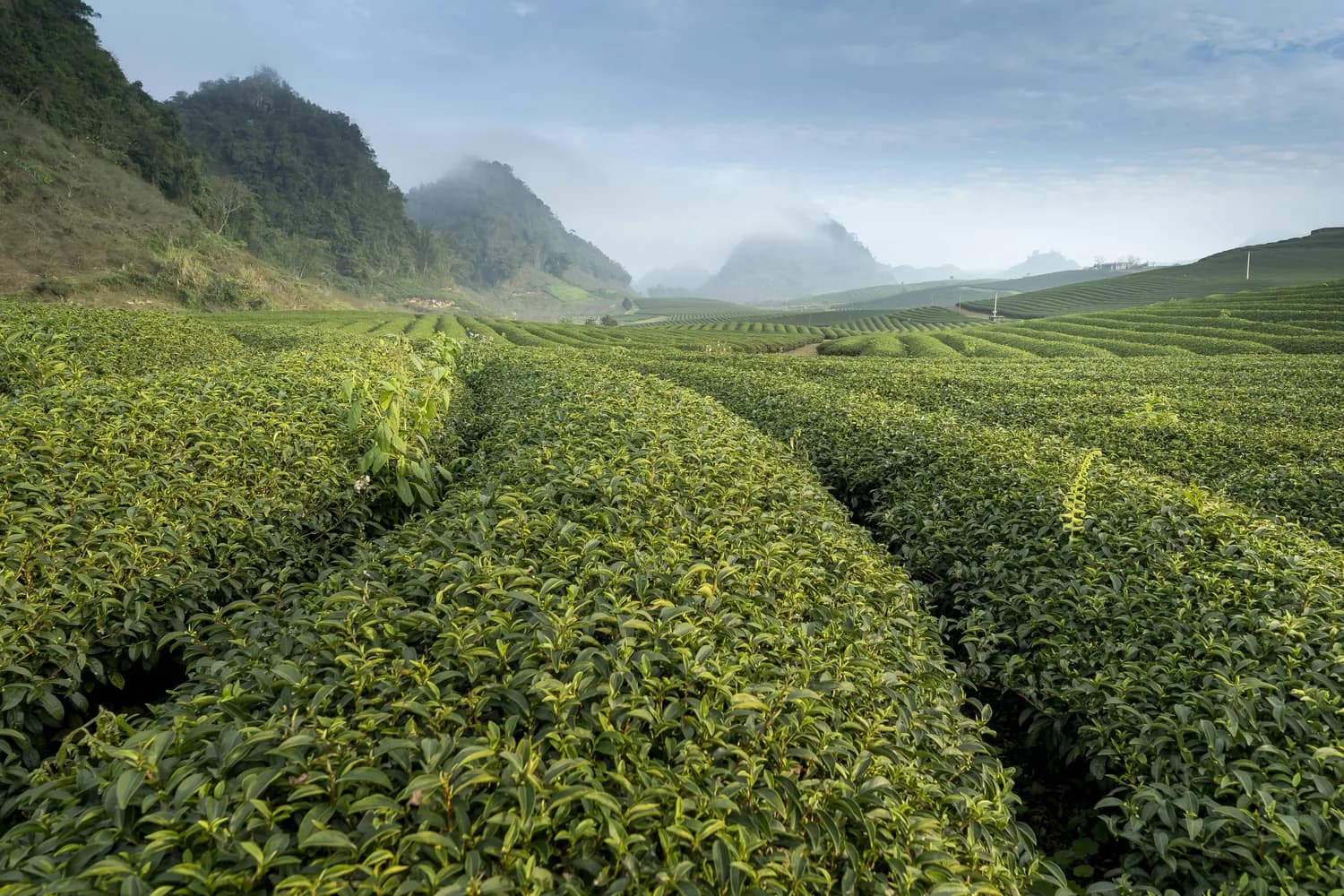 武夷山老白茶：千年茶韵，独特工艺