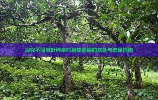 探究不同茶叶种类对身体健康的益处与选择指南