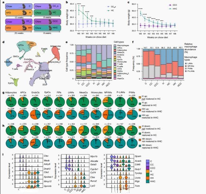 肥胖或有“记忆”！Nature发文解密体重反弹