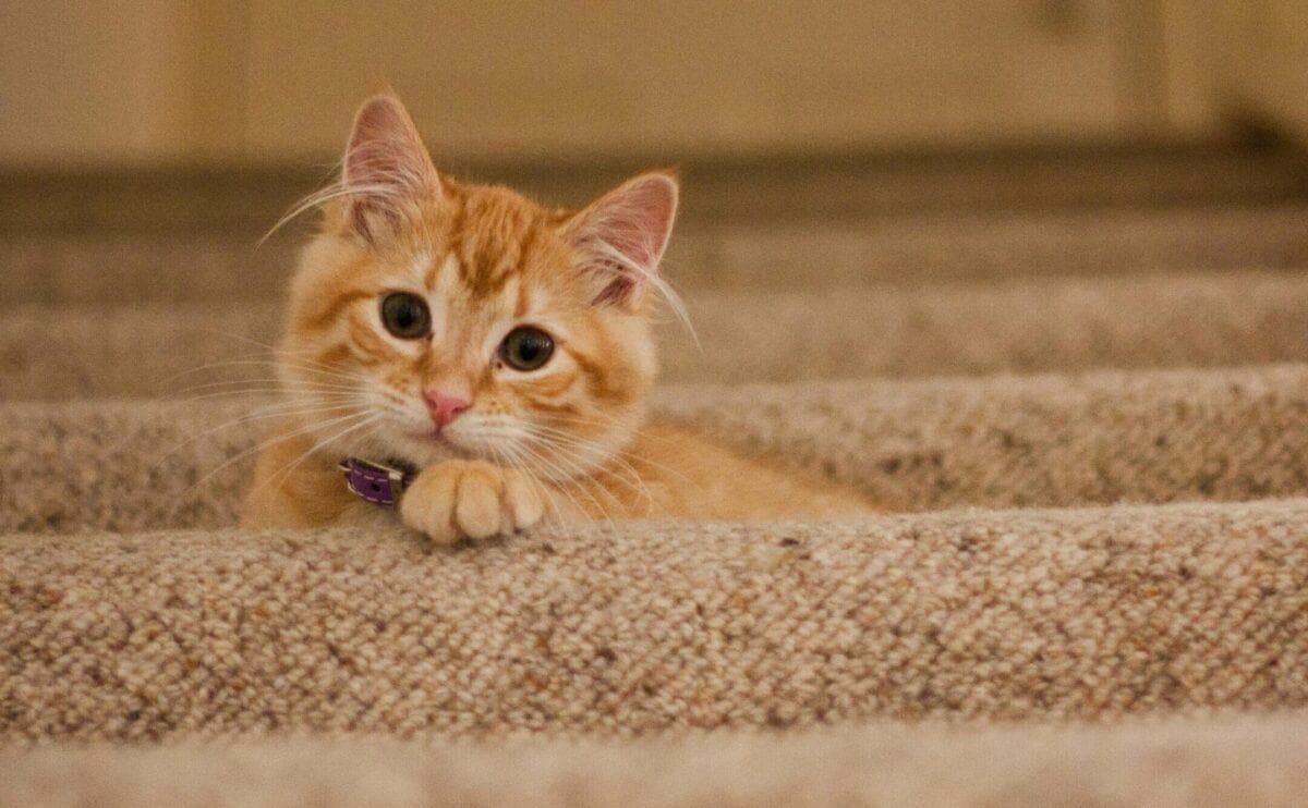 我的猫是什么品种？识别猫科动物的指南