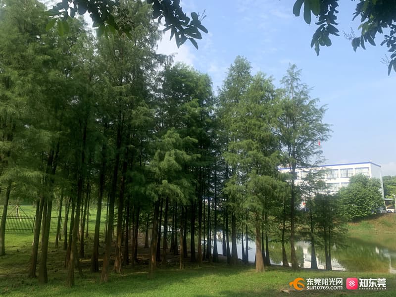 为绿美松山湖注入“新动能”！滨湖路南部景观再提升