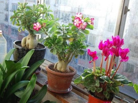 给花草用点这个，一年不生虫，不用施肥也长得又绿又壮