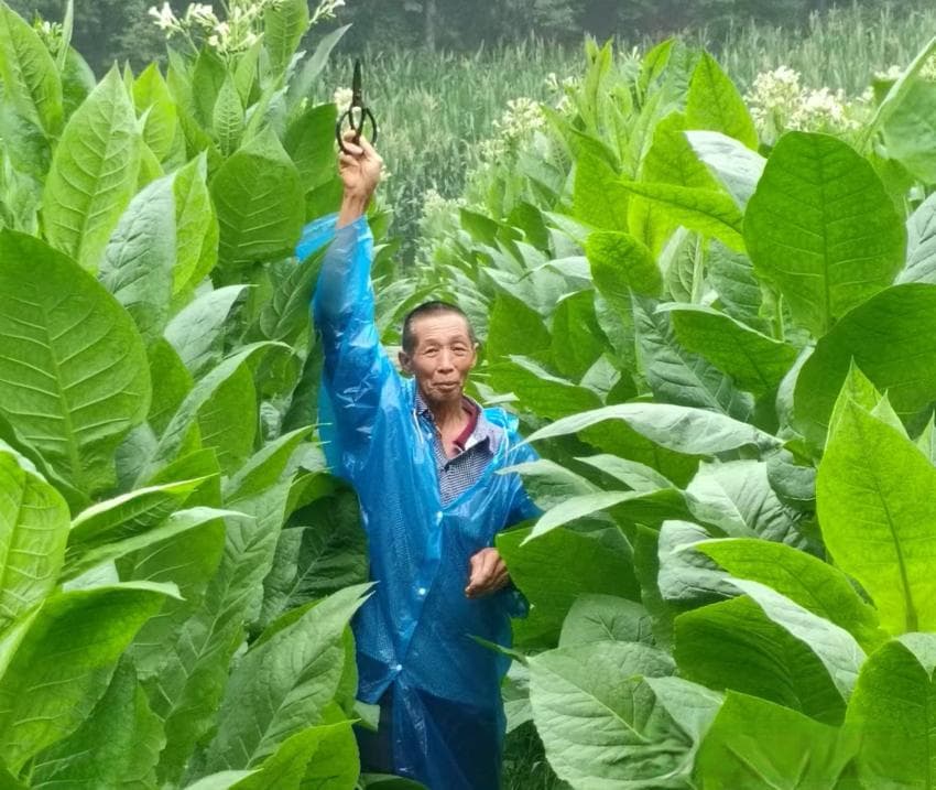 湖北丹江口均县镇：擦亮“均州名晒烟”地标产业