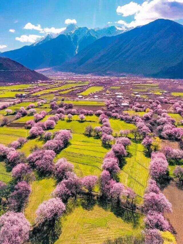 春天桃花怎么拍？6个技巧学起来，简单又好用！