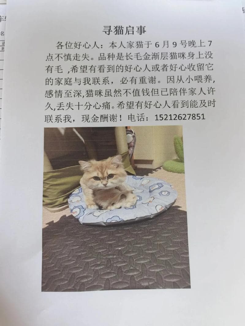 寻猫启示怎么写最有效？实用指南与模板