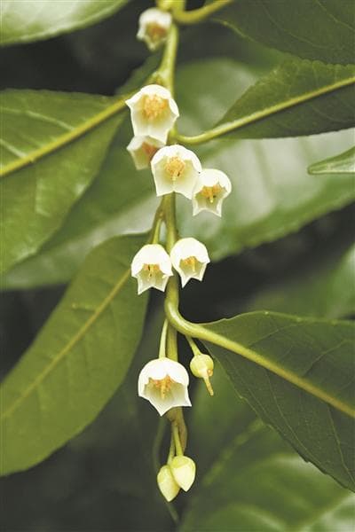 华南国家植物园：以“野外回归”拯救植物瑰宝