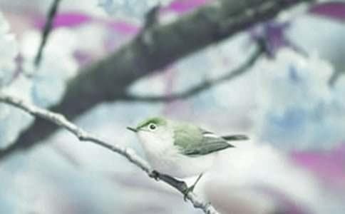 动植物的分化：从原核生物到复杂生态系统的演变