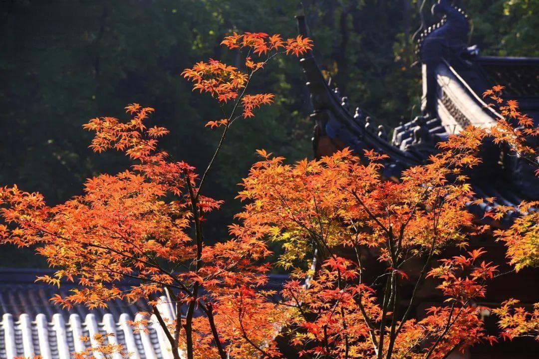 风物二十四节气｜立冬：冻笔新诗懒写，寒炉美酒时温