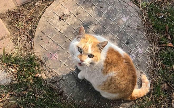 流浪猫捕食鸳鸯事件引关注：如何平衡动物保护与生态平衡？