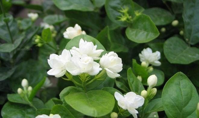 茉莉花的花语：从爱情到友谊的多重寓意