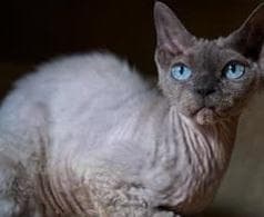 德文卷毛猫VS阿比西尼亚猫：究竟谁更适合你？