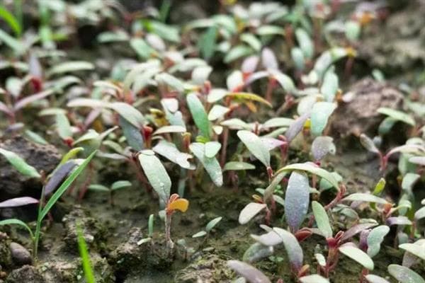 汉菜的种植方法：从选种到收获的全程指南
