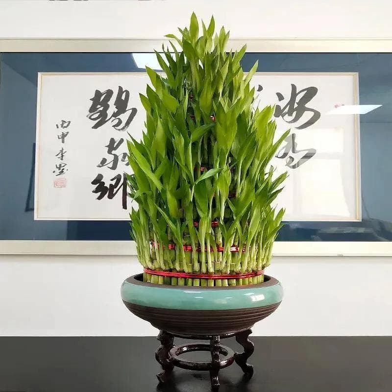 家里风水怎么摆聚财？学会这几种方法不愁不来财！