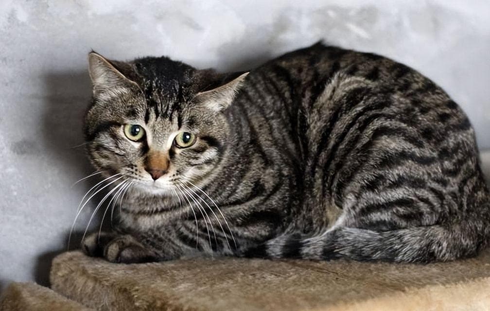 狸花猫公的凶还是母的凶？