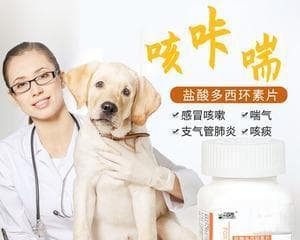 猫咪支气管炎的治疗方法（以宠物为主）