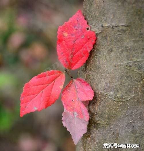 园林植物百科：小叶金缕梅