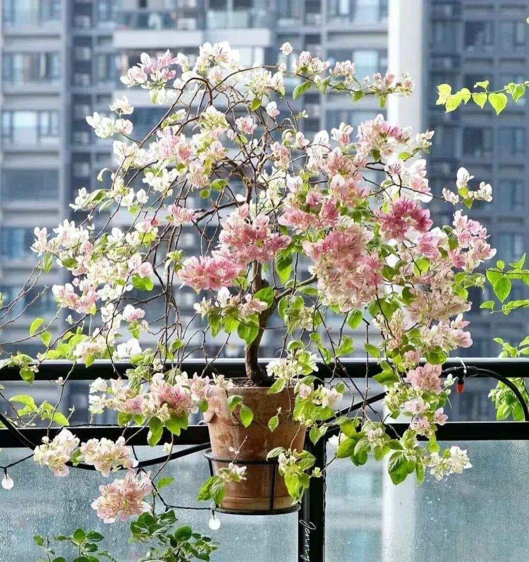 5种容易被晒伤的花卉，养护时需谨慎！