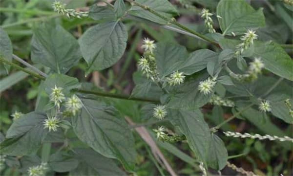 牛膝的生长发育特征与播种方法