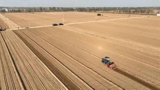 秋季种小麦如何精准配方施肥？怎样确定播种期、播种量和拌种药？