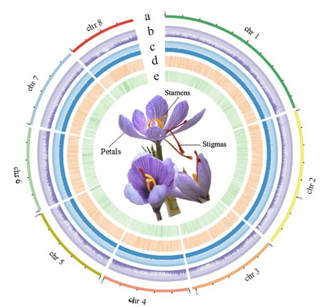 藏红花基因组研究揭示藏红花素生物合成的进化起源