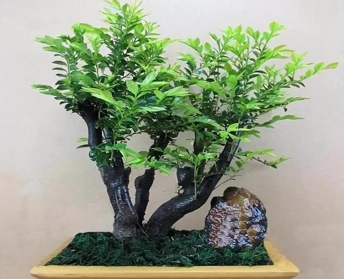 养护小叶紫檀盆景的技巧和方法