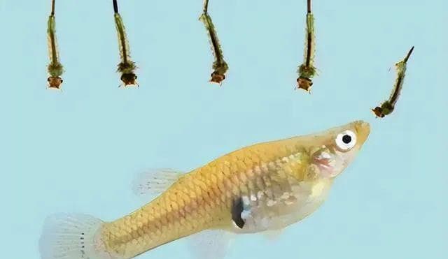 河马极少被食肉动物捕食，它的存在对生态到底有什么作用？