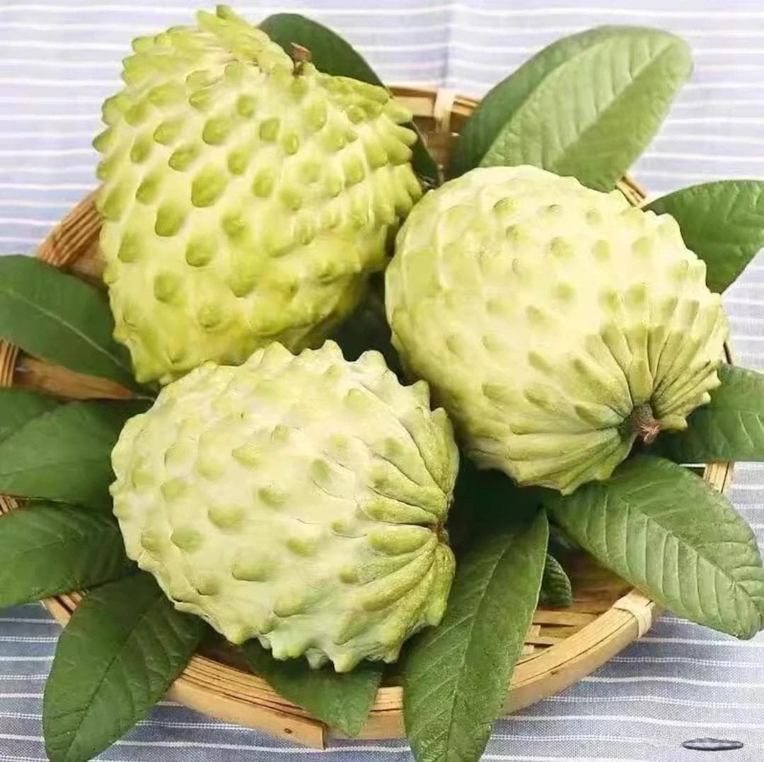 好吃又营养的牛奶凤梨释迦果