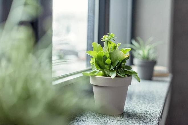 想让植物叶片更绿？这8个方法最有效