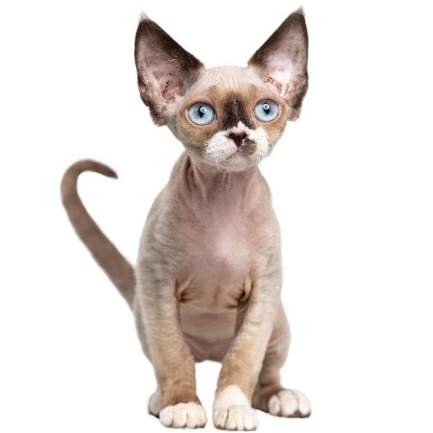 Devon Rex与Sphynx：两种独特猫咪的差异