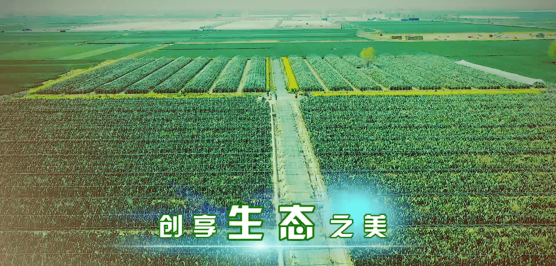 仙人掌具有美容养颜功效吗