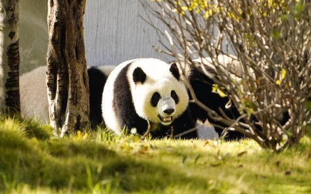 8岁娃被终身禁入熊猫基地，给做父母的何种启示｜新京报快评