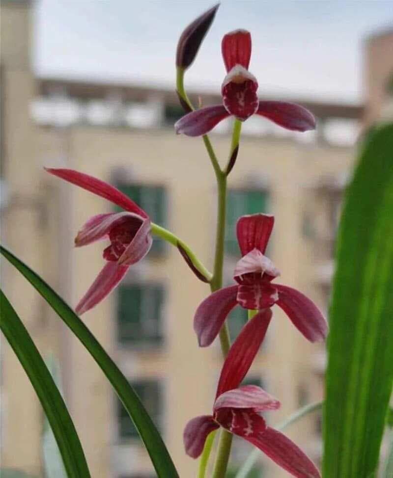 兰花上盆后花苞脱落的原因与预防措施