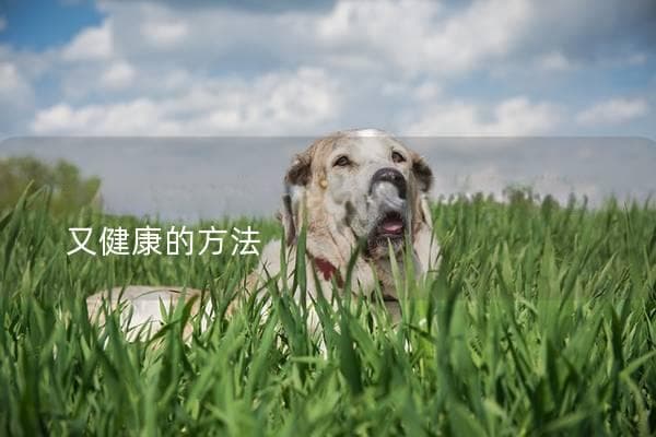 胡萝卜怎么给狗狗吃？教你几种简单又健康的方法