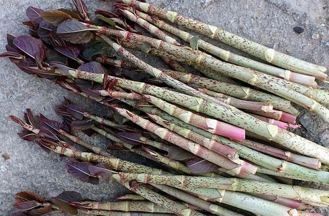 虎杖：在中国广受青睐，在西方却臭名昭著的植物