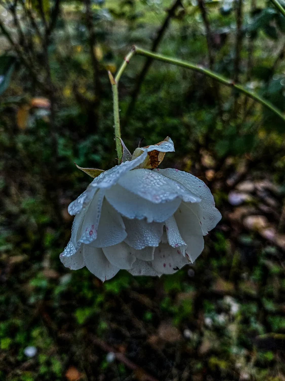 东莞银瓶山：赏花、登山、领券，春日游玩全攻略