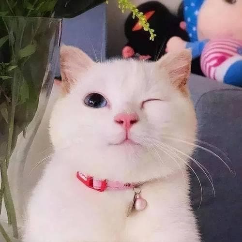 猫咪的十大示爱行为：从睡姿到呼噜声，每一种都在诉说它们的深情