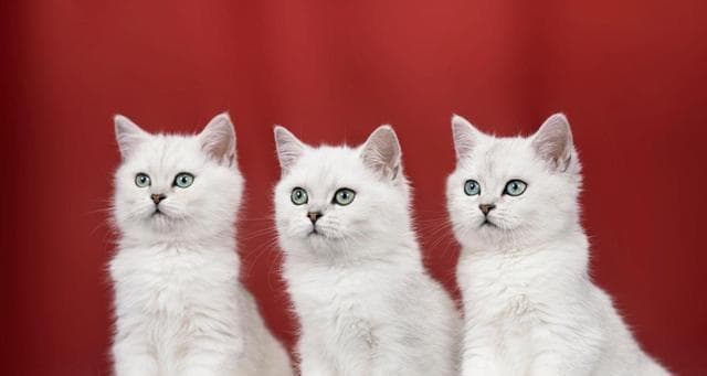 猫咪能感知主人的爱吗？如何判断猫咪是否知道主人喜欢它？