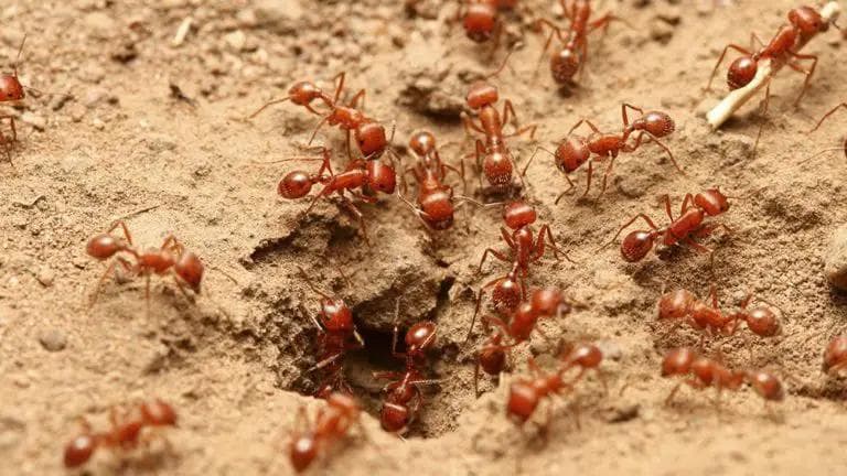我们不知道答案的125个科学问题(87)人类信息素