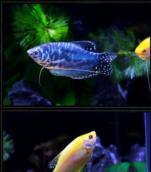 蓝曼龙鱼的饲养方法（打造舒适的水族箱环境，让蓝曼龙鱼健康成长）