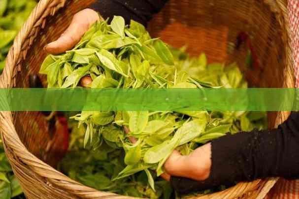 红茶对不同年龄段老人健康影响：益处、风险与适宜饮用量指南