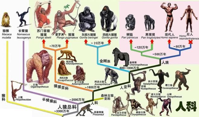 地球上的第一个人，到底是谁？如何诞生的？