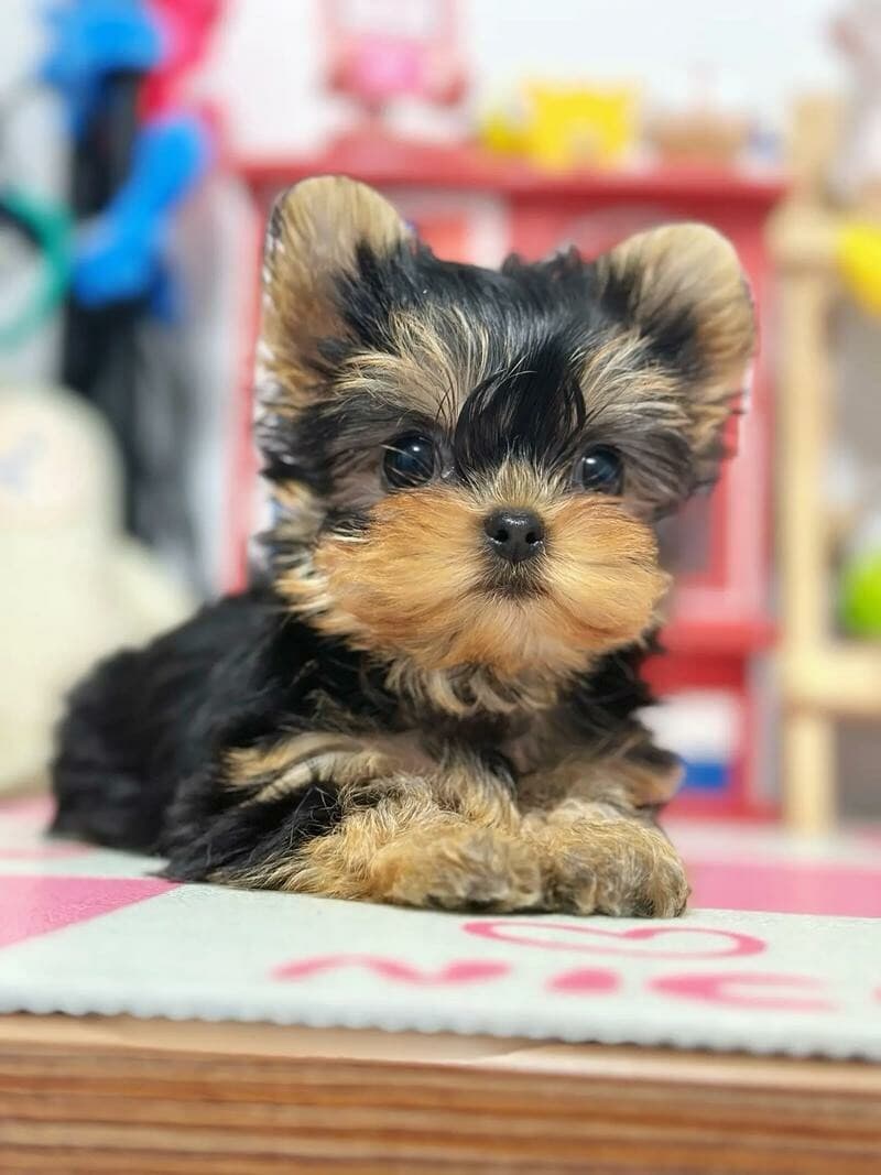 约克夏犬 vs 雪纳瑞犬：养犬必看宠物犬优缺点全解析