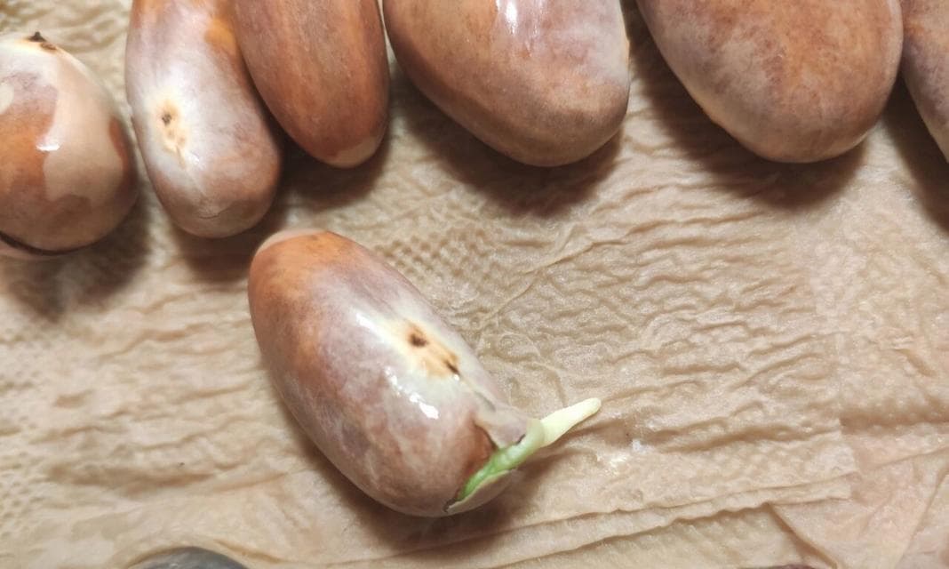 菠萝蜜核的种植方法与技巧（探讨菠萝蜜核的种植步骤及栽培要点）
