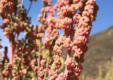 被称为粮食之母的藜麦种子种植方法有哪些？种植前景如何？