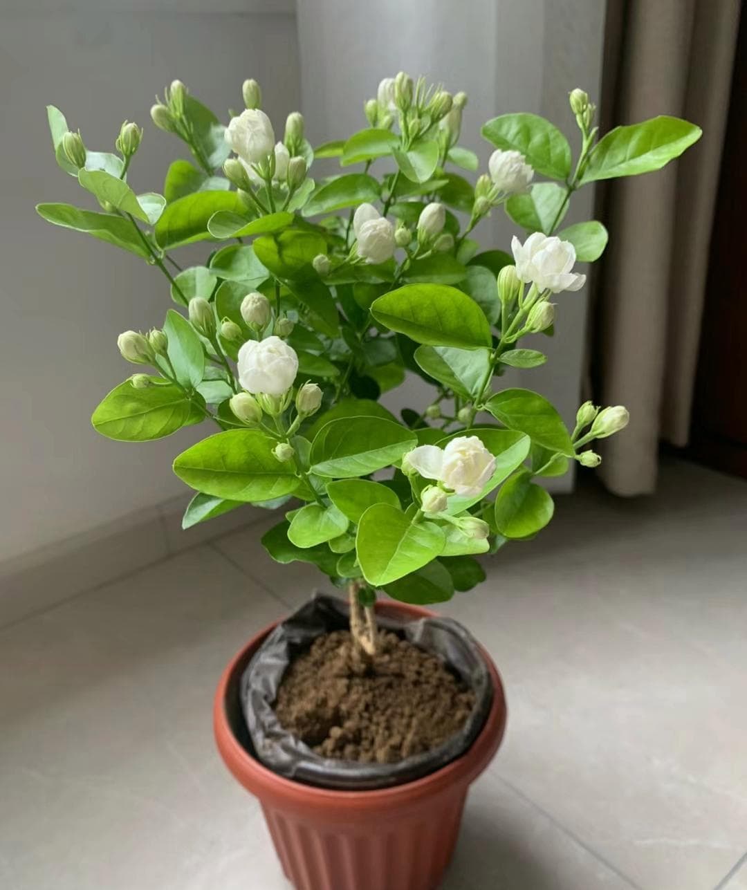 4月，茉莉花翻盆换土正当时：5步让茉莉花越长越旺