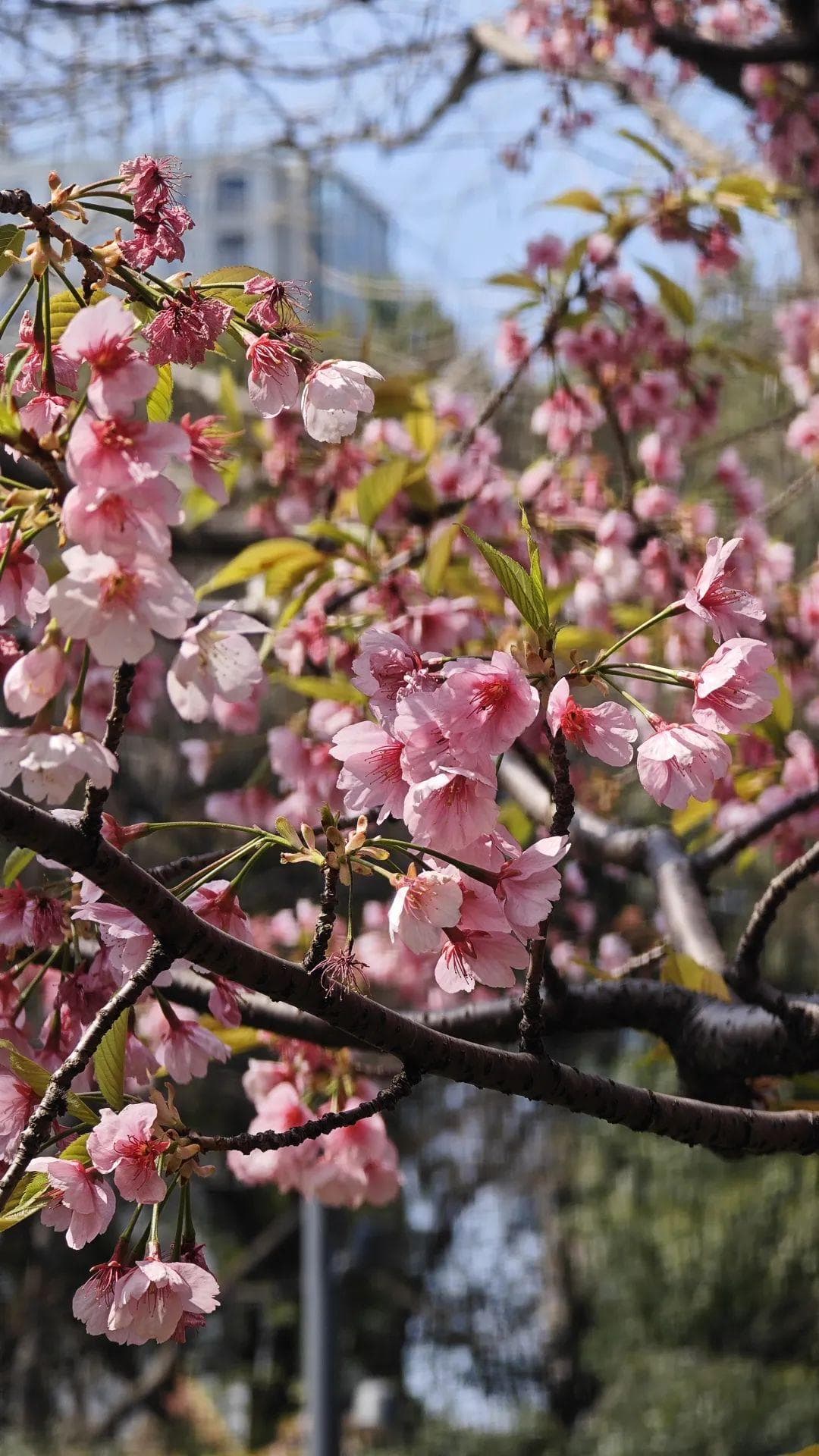 静安雕塑公园的春天，不止有樱花的粉，还有红橙黄绿……