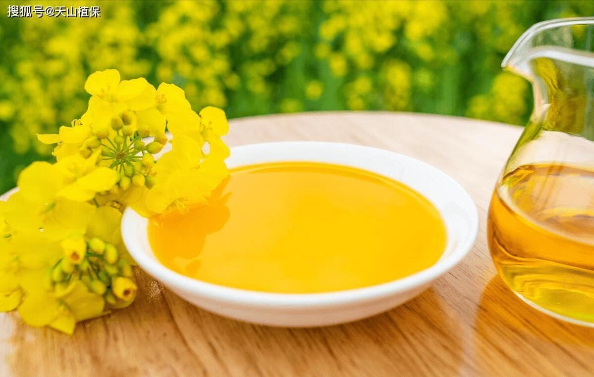 低芥酸菜籽油：营养价值、健康益处与日常应用全解析