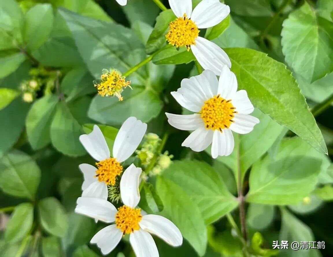 “霸 道”恶性杂草“鬼针草”，乡野常见，大家都在用却不认识它