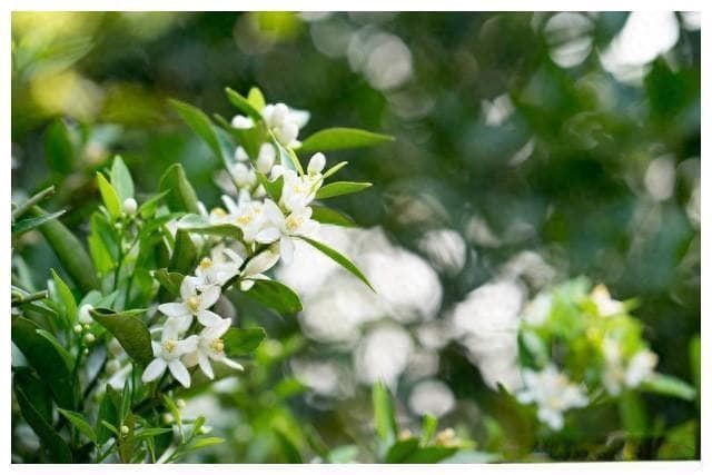 氨基酸在植物中的作用与应用：从基本概念到实践指南