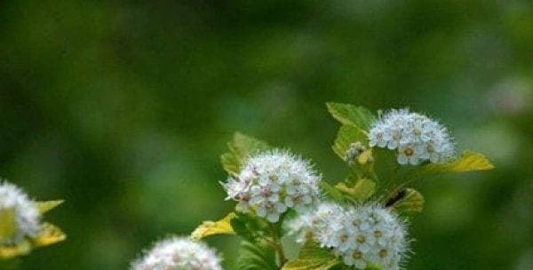 石楠花：营养价值与药物功效全解析